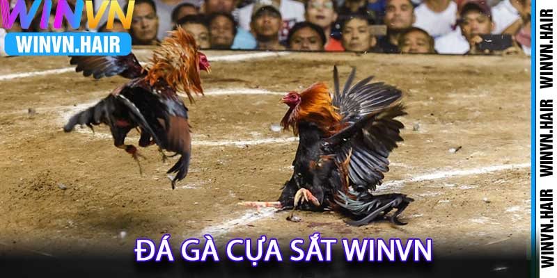 Đá Gà Cựa Sắt WinVN