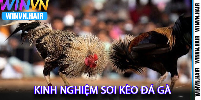 Kinh Nghiệm Soi Kèo Đá Gà